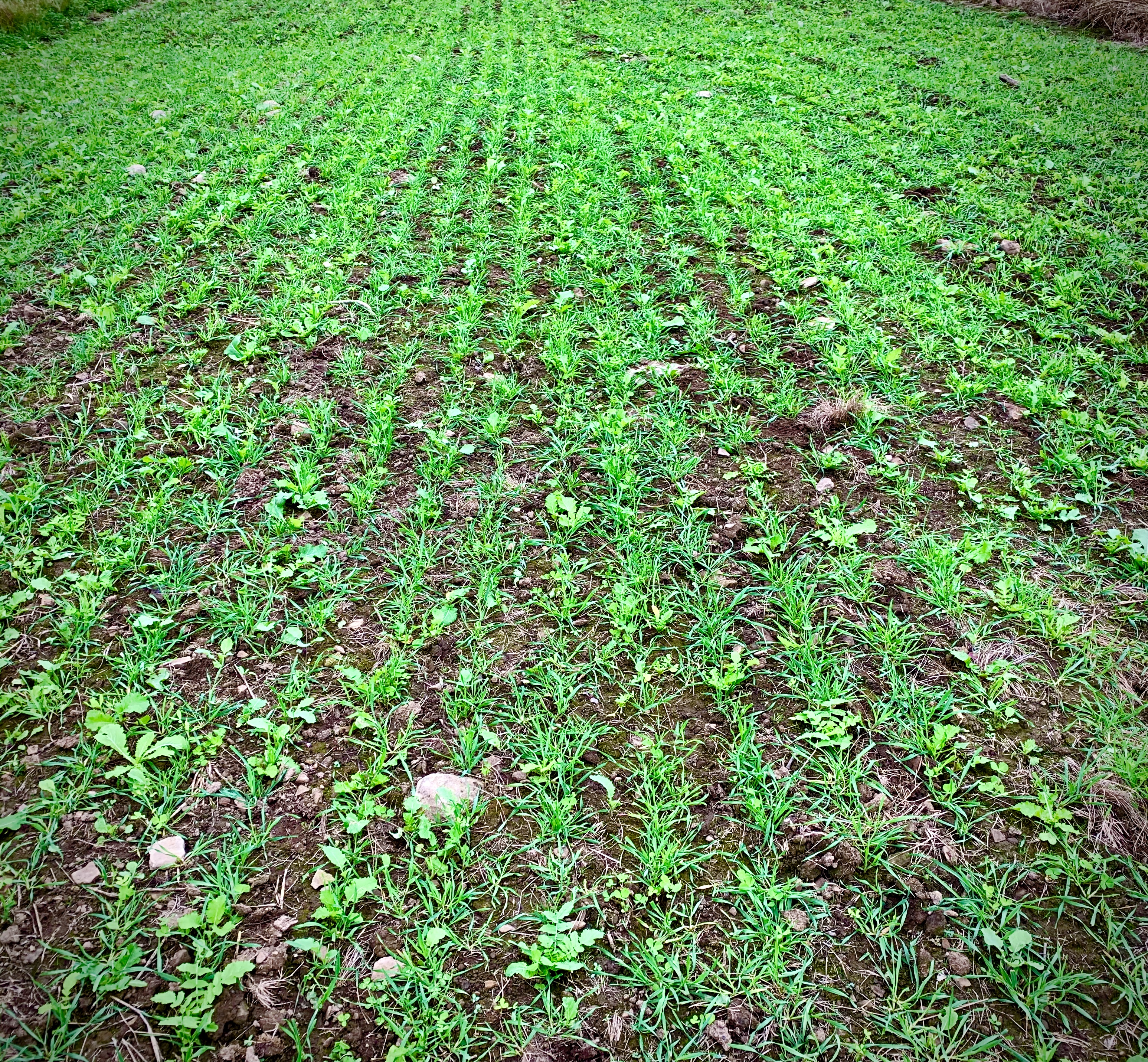 Food Plots